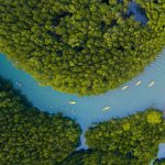 Kayaking in Mangrove_32